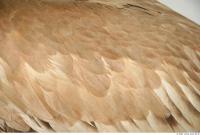 bird feathers 0006